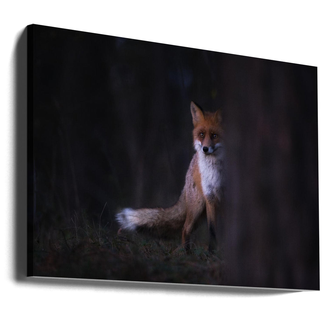 Night Fox Glances by Sebastian Mastahac | Dark Forest Wildlife, Large Canvas Wall Art Print | Artsy Earth