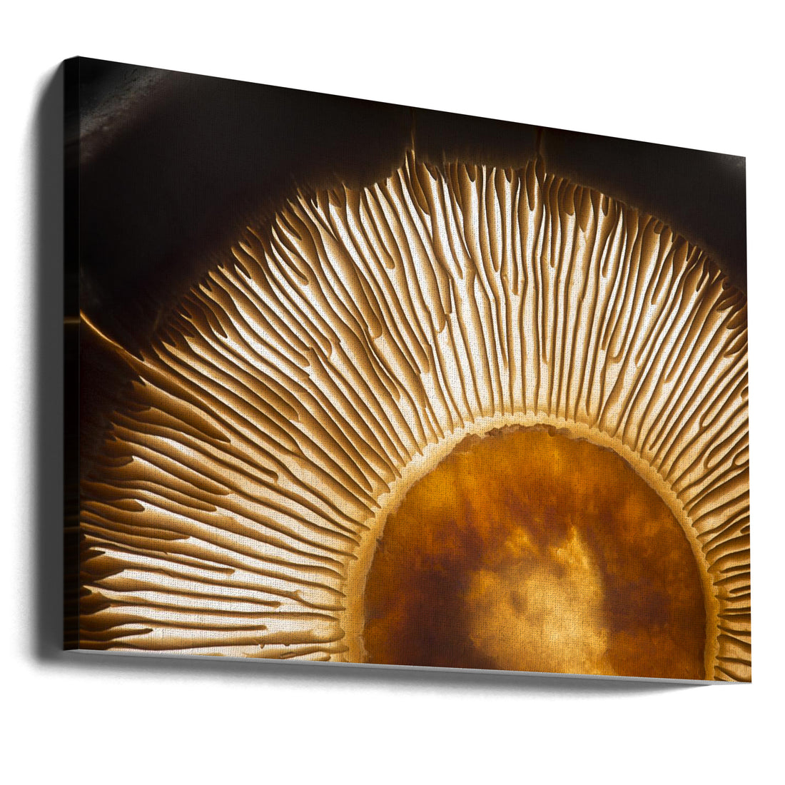 Portobello Mushroom by Wieteke De Kogel | Backlit Food Macro, Large Canvas Wall Art Print | Artsy Earth