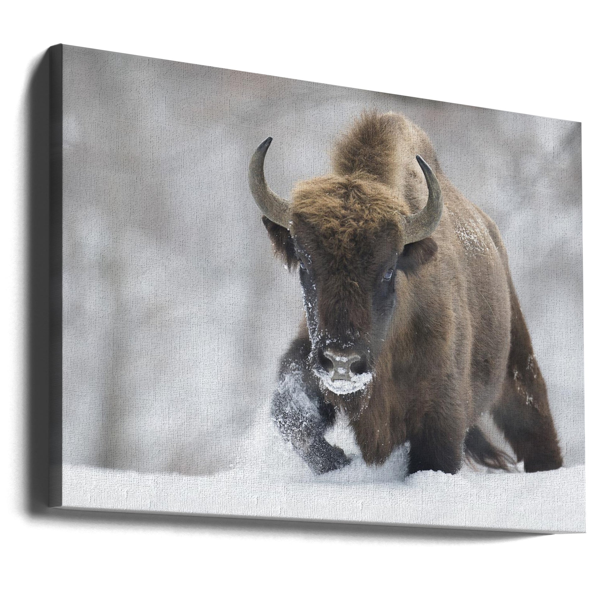 Wild Bison Winter by Sebastian Mastahac | Snowy Wildlife Nature, Large Canvas Wall Art Print | Artsy Earth