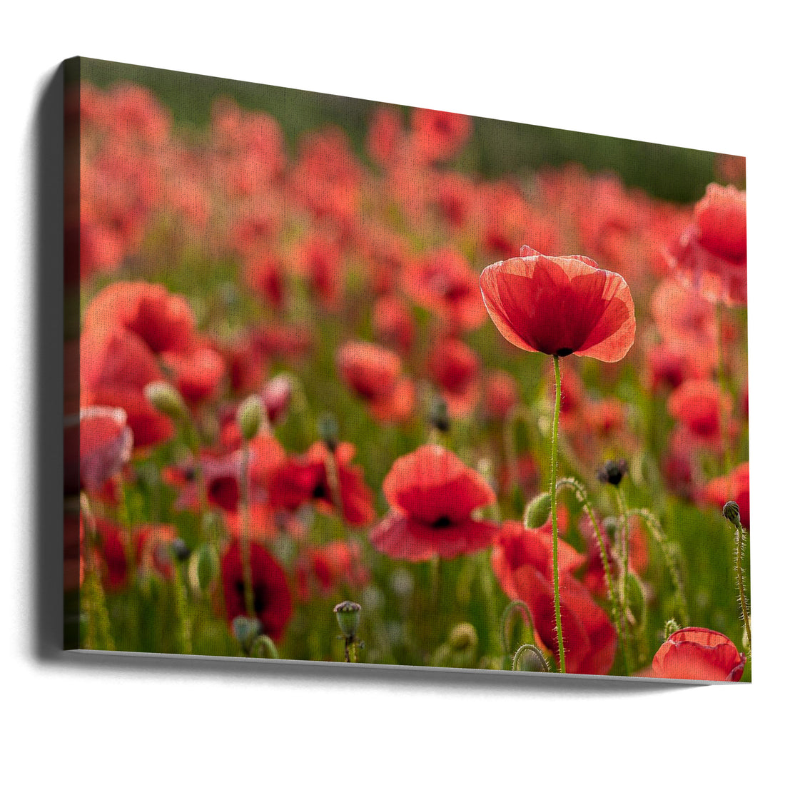 The Light Behind by Kristin Gray | Red Poppy Field, Large Canvas Wall Art Print | Artsy Earth