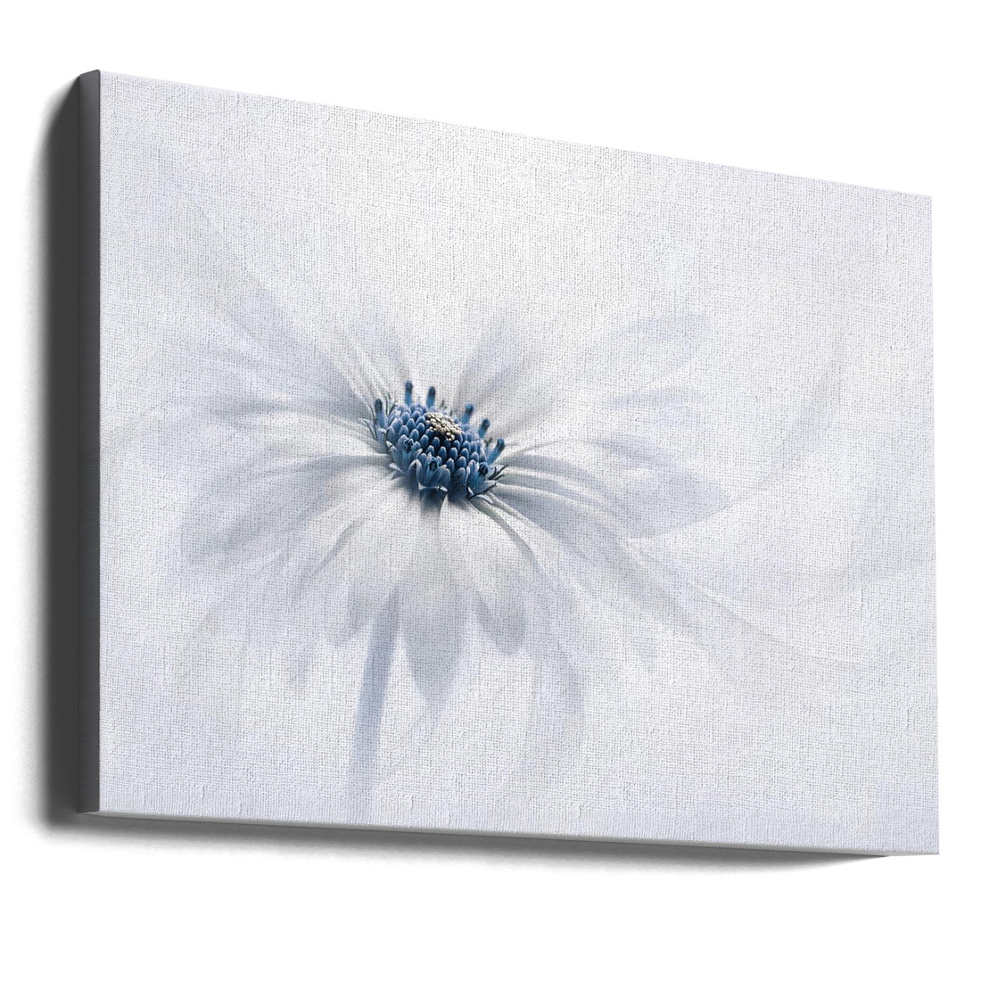 Serenity by Jacky Parker | High Key Floral Macro, Large Canvas Wall Art Print | Artsy Earth