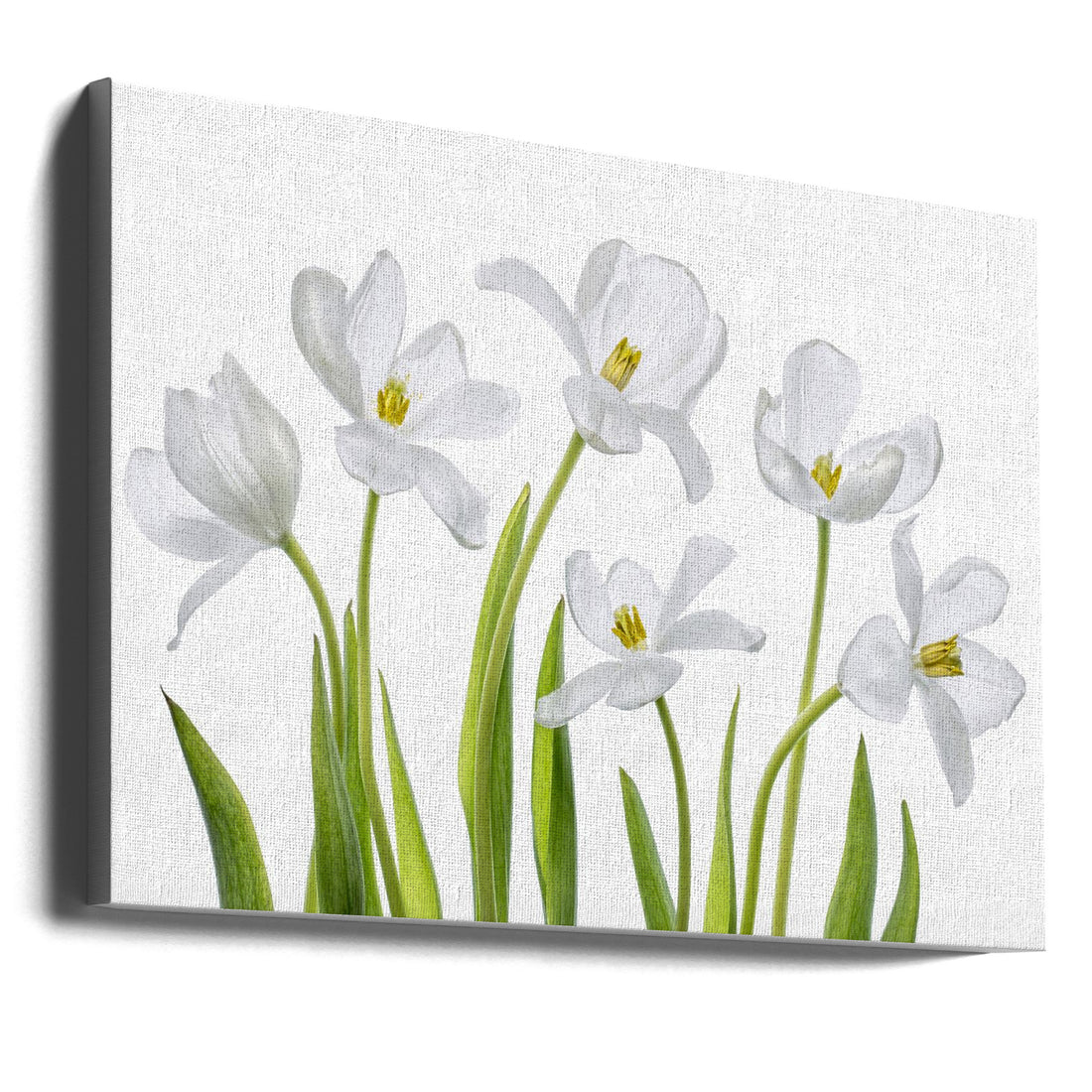 White Tulips by Mandy Disher | Botanical Spring Flowers, Large Canvas Wall Art Print | Artsy Earth