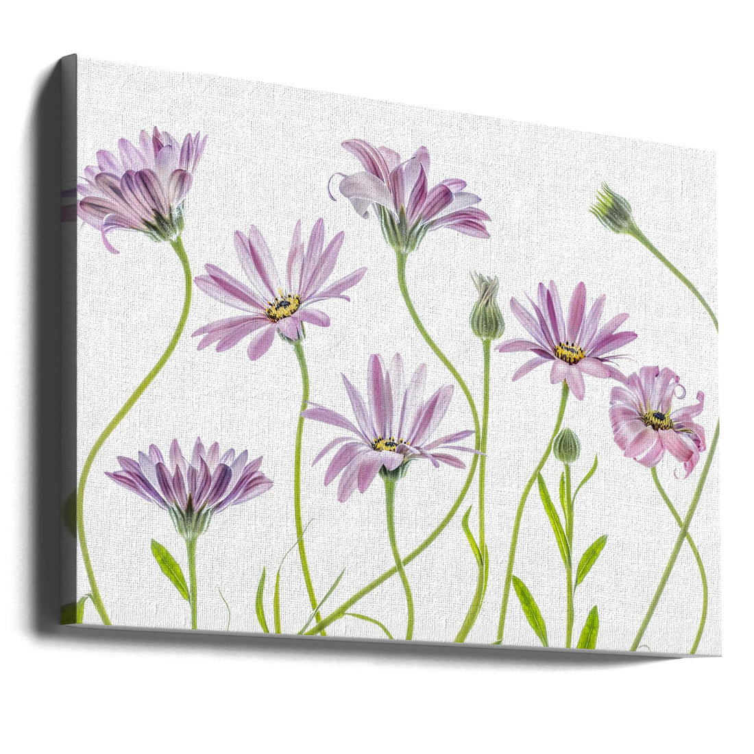 Cape Daisies by Mandy Disher | Botanical Garden Flowers, Large Canvas Wall Art Print | Artsy Earth