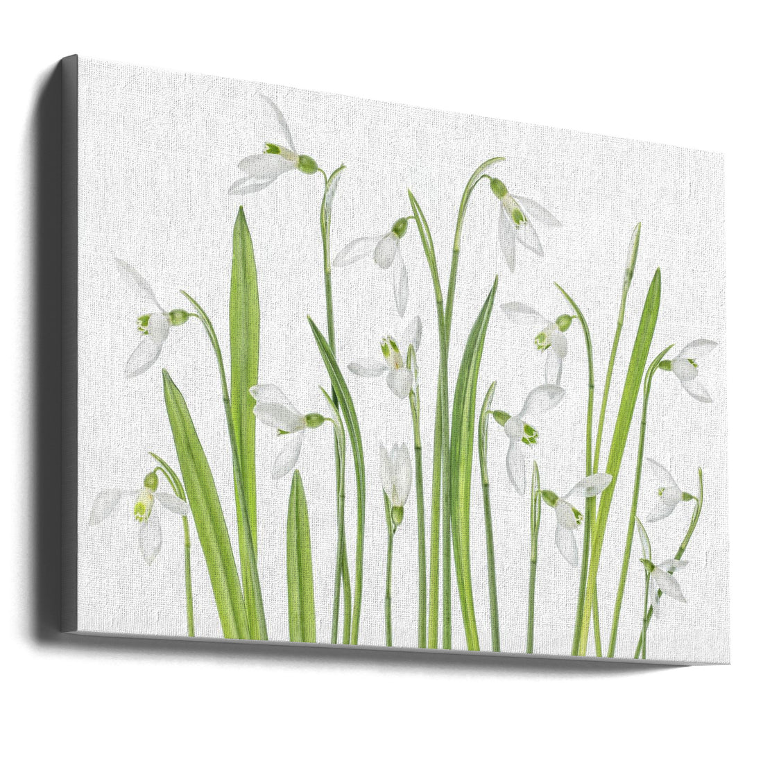 First Snowdrops by Mandy Disher | Botanical Spring Flowers, Large Canvas Wall Art Print | Artsy Earth