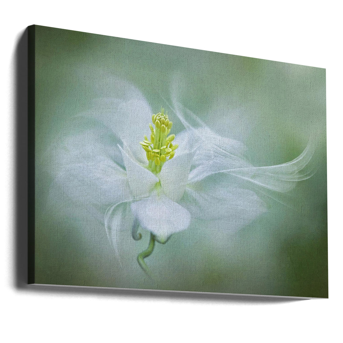 Mystical Columbine by Jacky Parker | White Delicate Flower, Large Canvas Wall Art Print | Artsy Earth