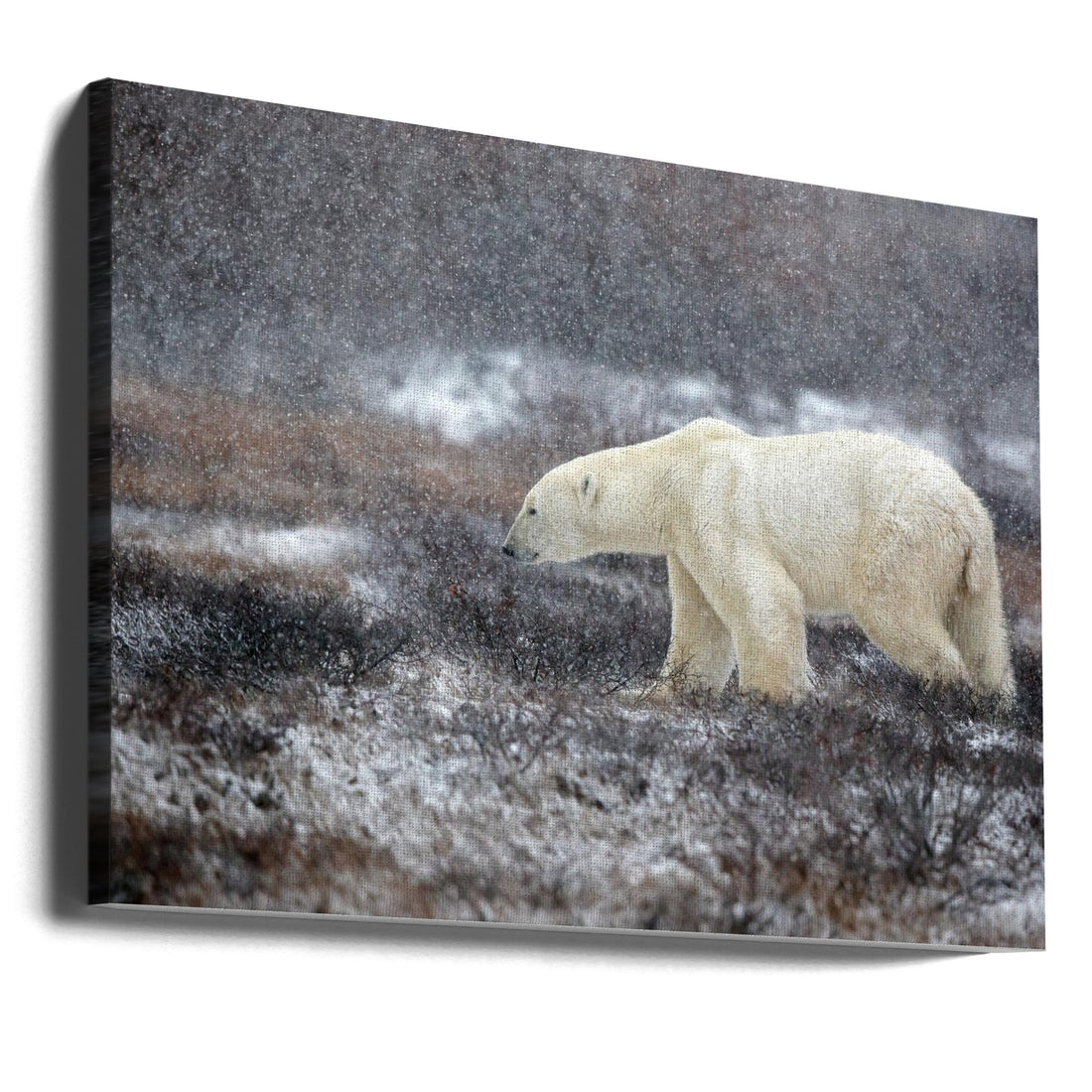 Snowing Time by Alessandro Catta | Winter Wildlife Nature, Large Canvas Wall Art Print | Artsy Earth