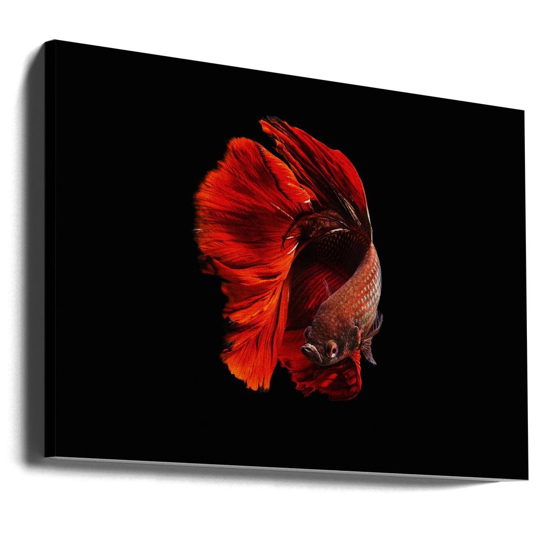 Red Aquarium Fish by Andi Halil | Elegant Dark Aquarium, Large Canvas Wall Art Print | Artsy Earth