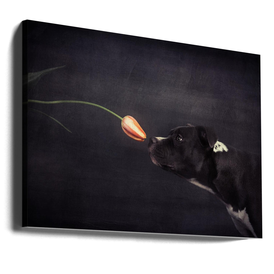 Hildegard and the Tulip by Heike Willers | Dog Smelling Flowers, Large Canvas Wall Art Print | Artsy Earth