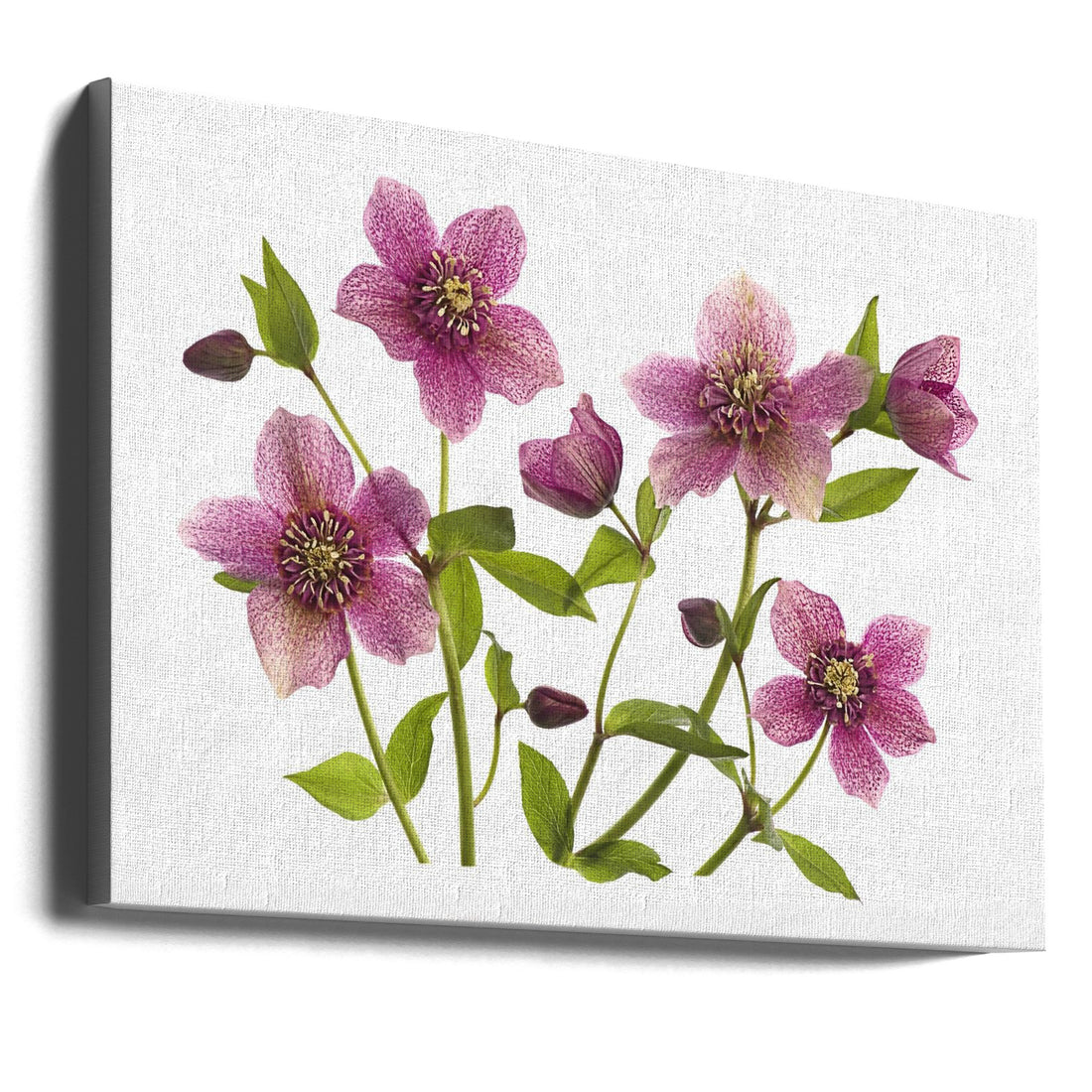 Lenten Rose Macro by Jacky Parker | Pink Floral Botanical, Large Canvas Wall Art Print | Artsy Earth