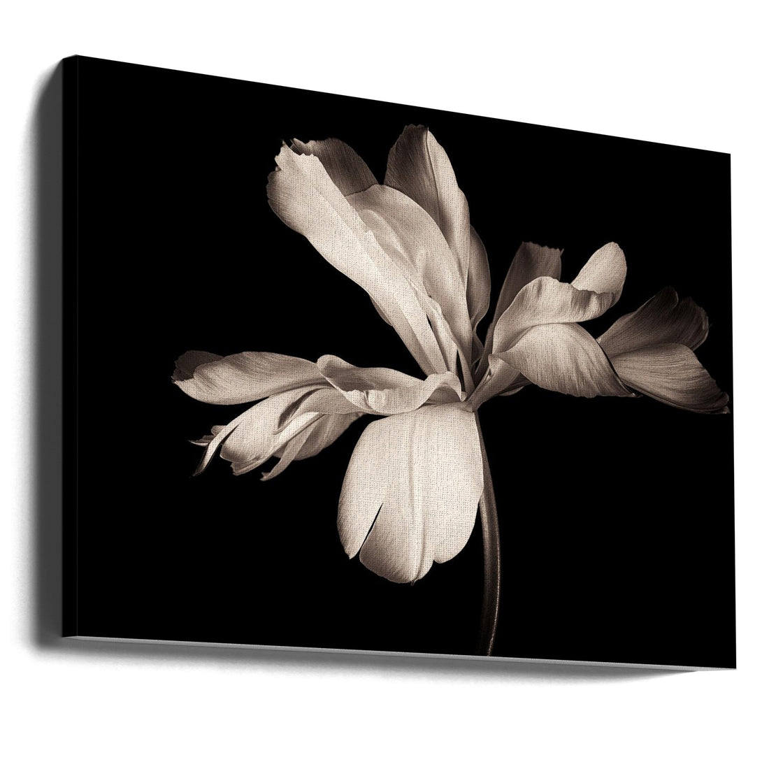 Tulip Exotic Emperor by Penny Myles | Minimal Floral Still Life, Large Canvas Wall Art Print | Artsy Earth