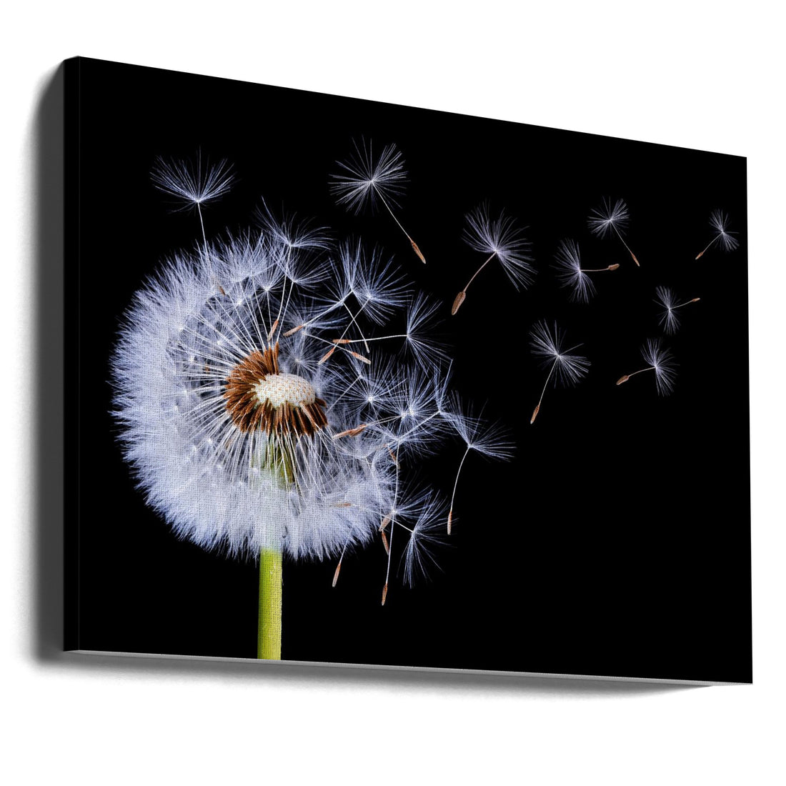 Dandelion Blowing by Bess Hamiti | Botanical Macro Flora, Large Canvas Wall Art Print | Artsy Earth