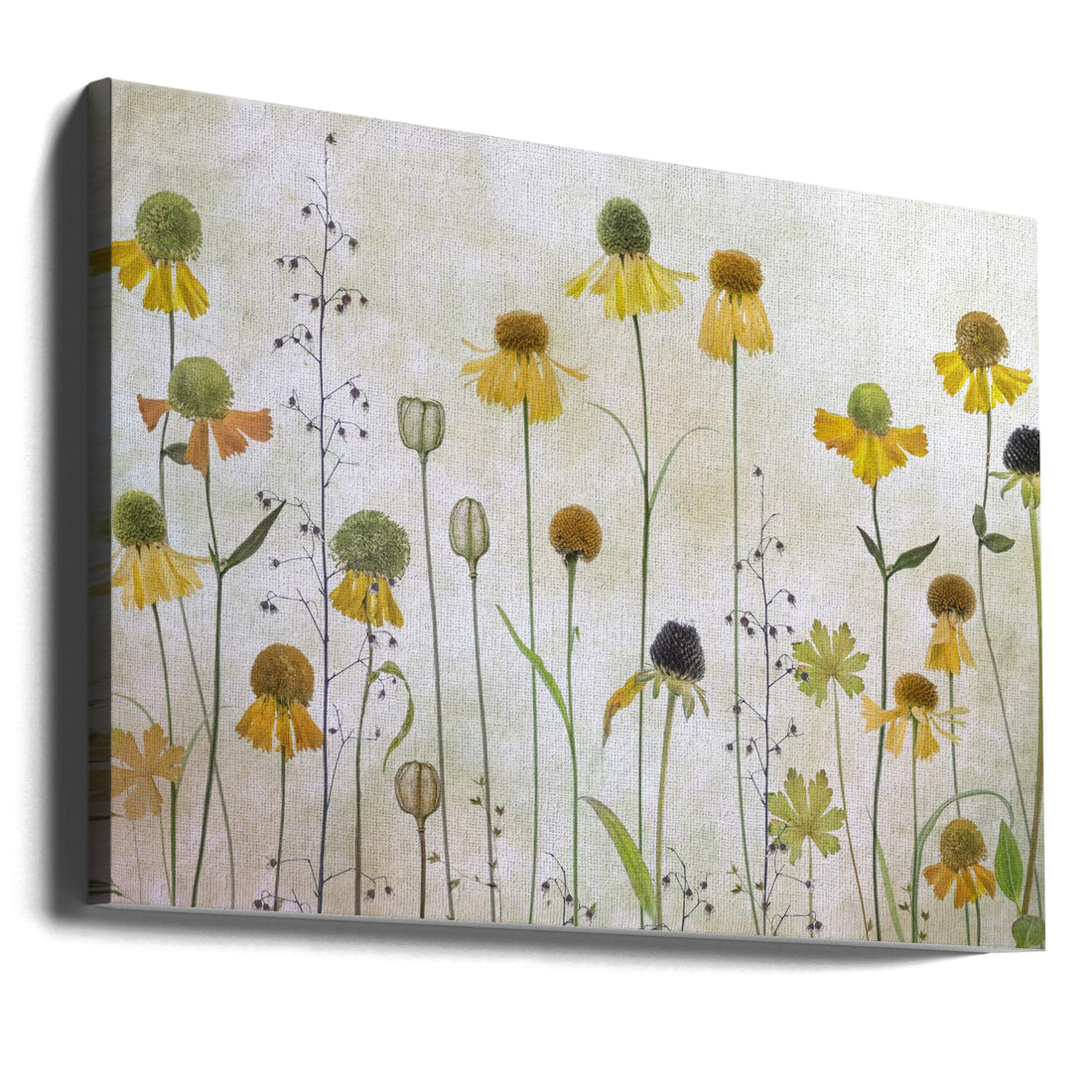 Yellow Helenium Art by Mandy Disher | Botanical Summer Flowers, Large Canvas Wall Art Print | Artsy Earth