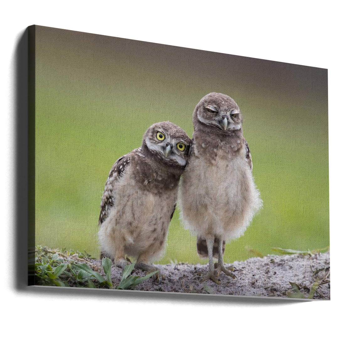 Friends by Greg Barsh | Cute Wildlife Siblings, Large Canvas Wall Art Print | Artsy Earth