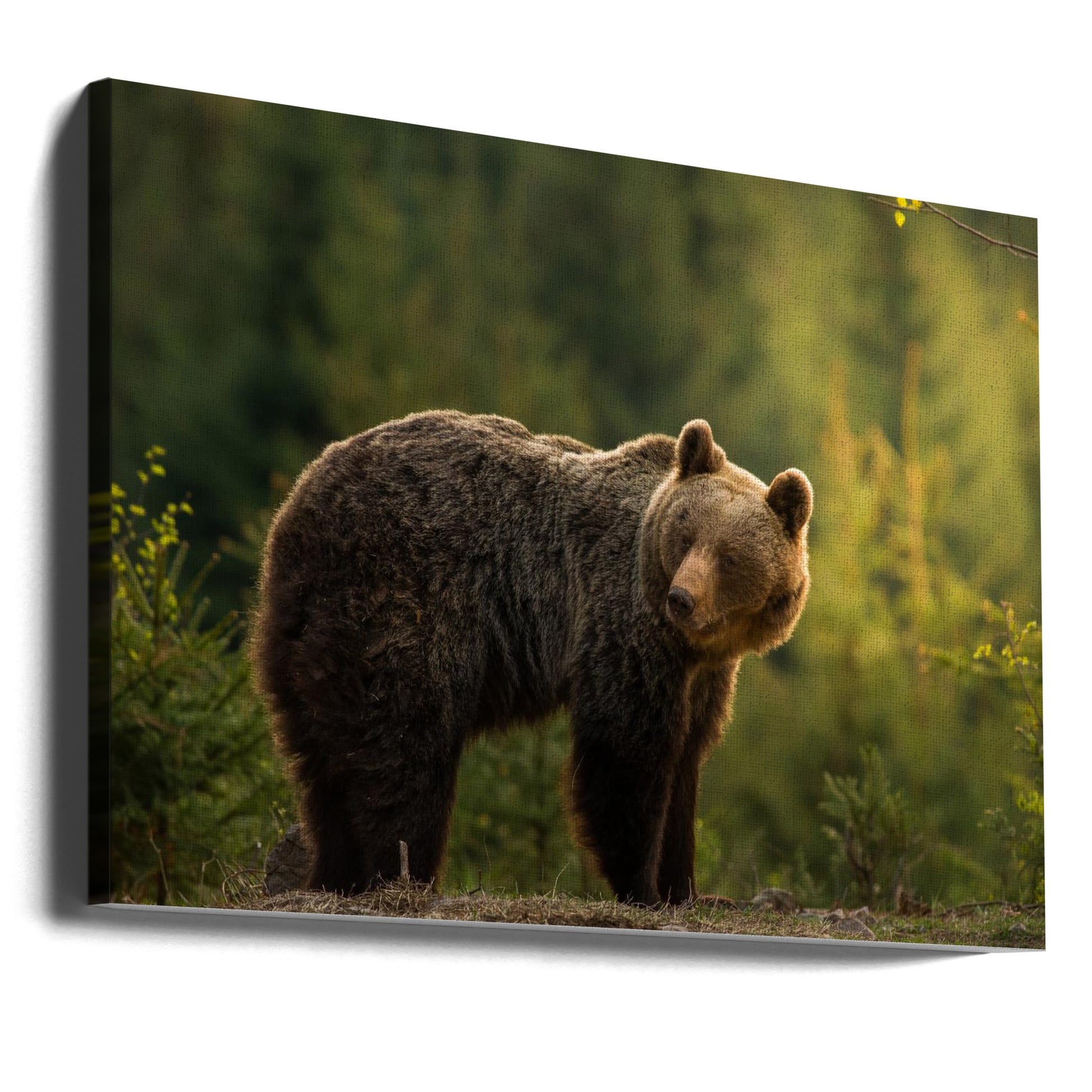 Backlit Bear by Richard Krchnak | Wild Forest Wildlife, Large Canvas Wall Art Print | Artsy Earth