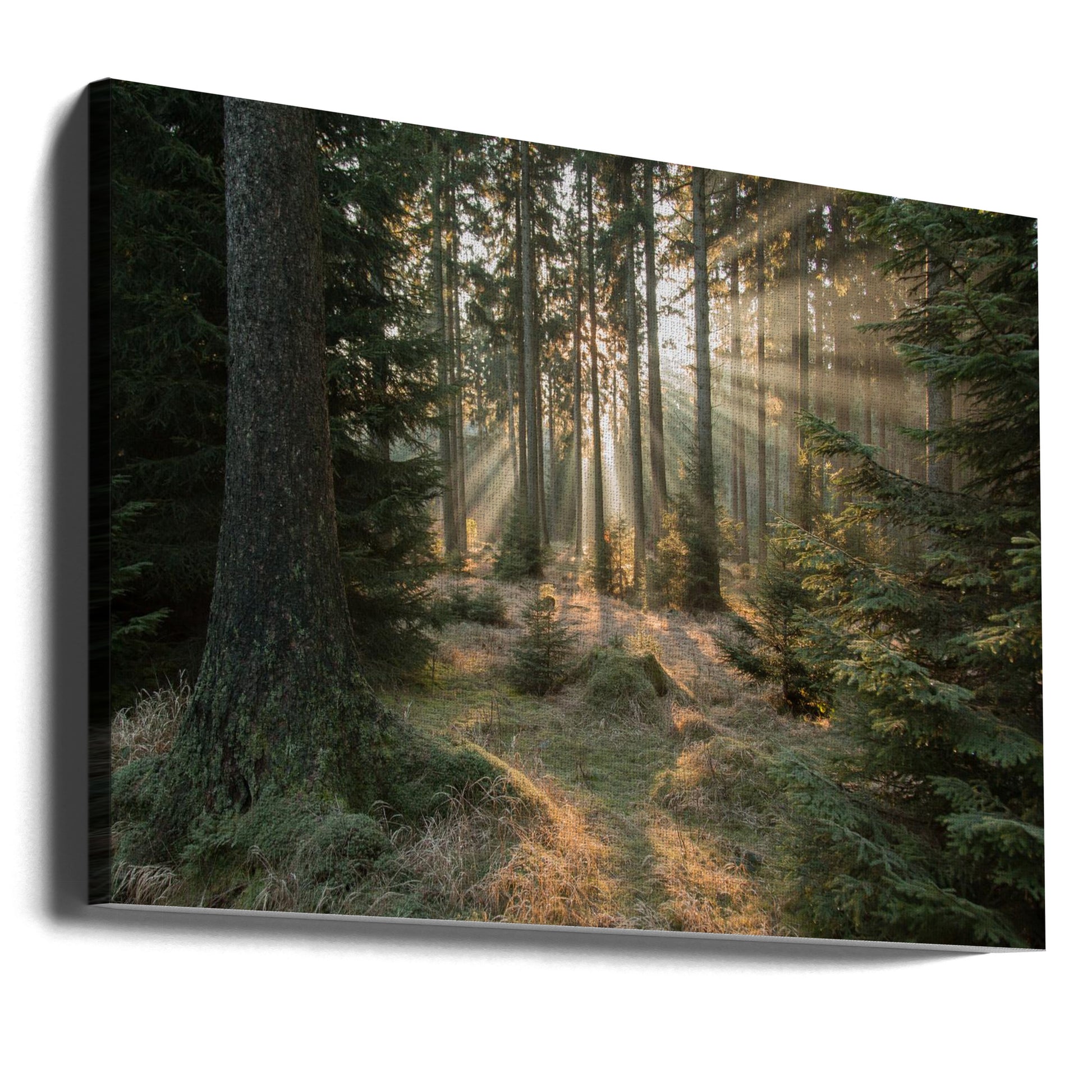 Forest Light Rays by Vincent Croce | Woodland Sunbeams, Large Canvas Wall Art Print | Artsy Earth