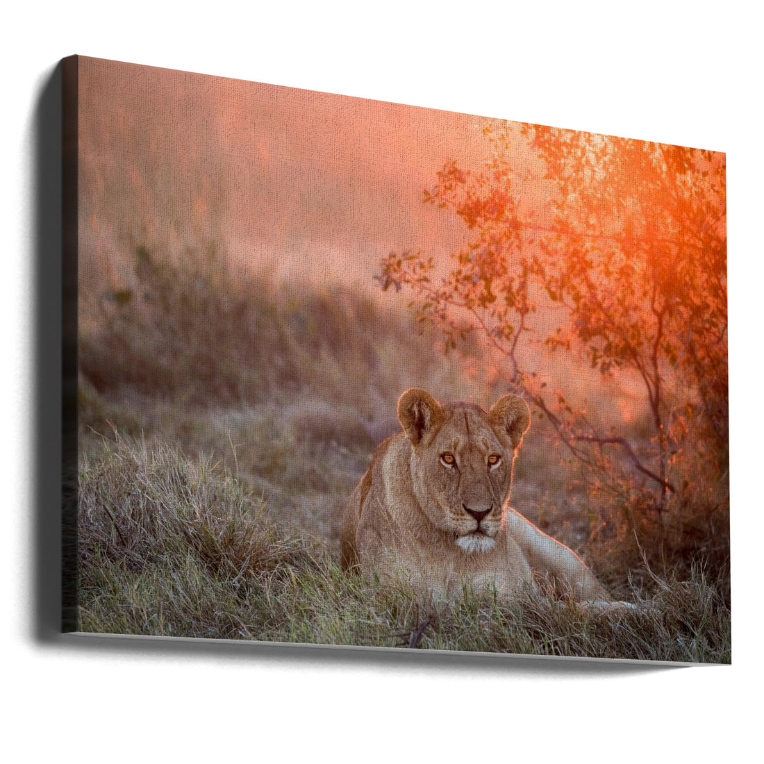 Sunset Lioness by Alessandro Catta | African Safari Wildlife, Large Canvas Wall Art Print | Artsy Earth