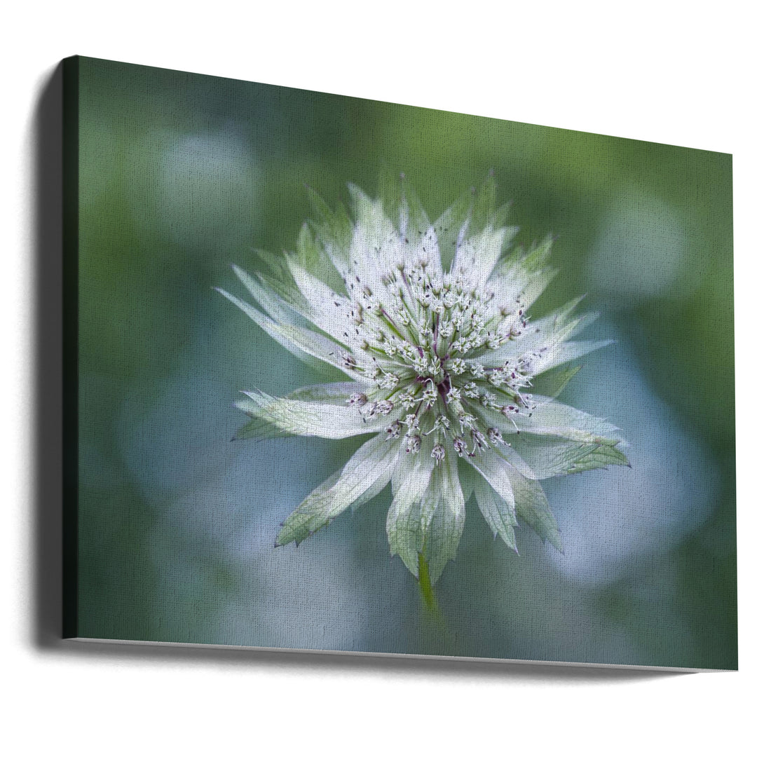 White Astrantia Bloom by Jacky Parker | Floral Garden Macro, Large Canvas Wall Art Print | Artsy Earth