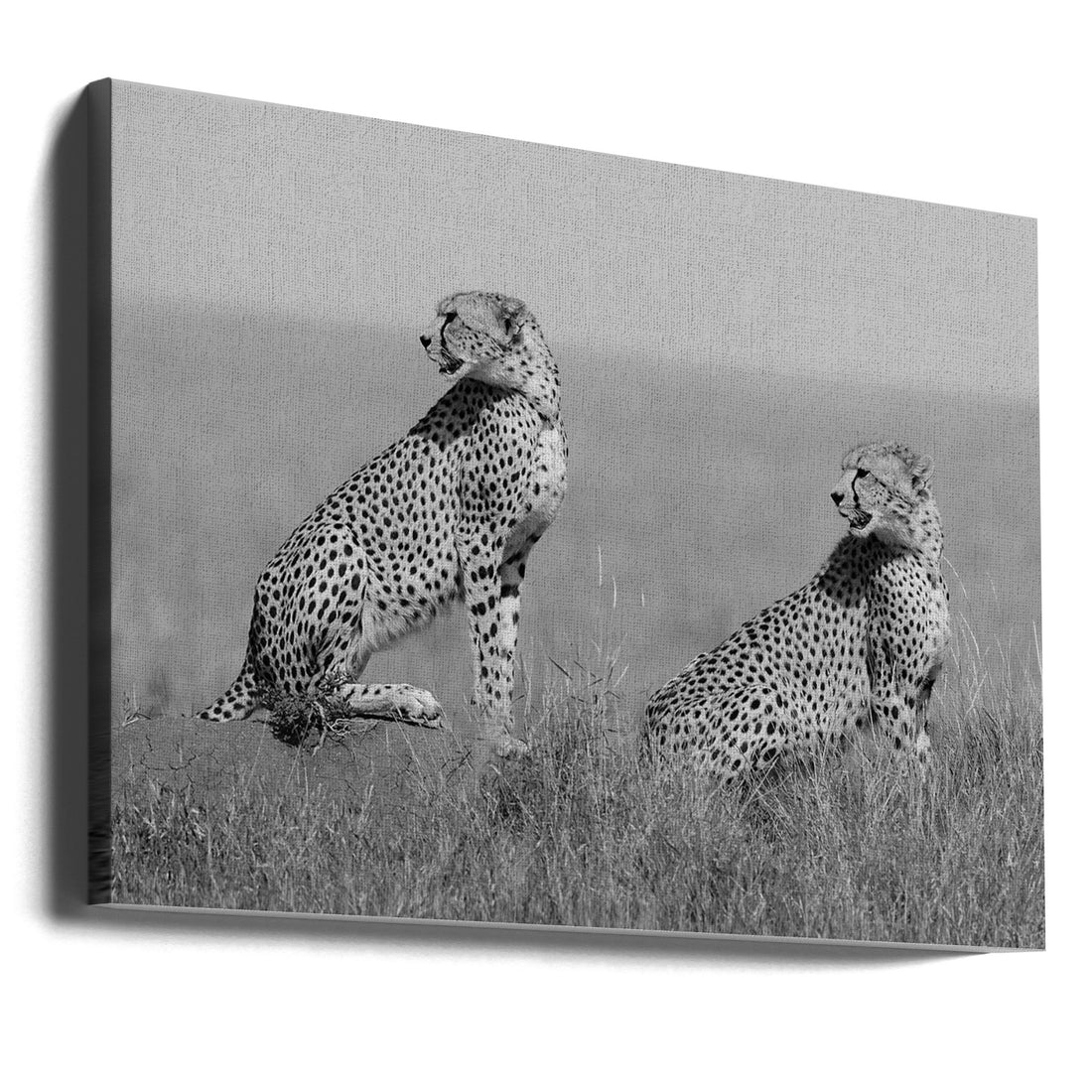 What's going on here around? by Marco Pozzi | Wildlife Safari Watching, Large Canvas Wall Art Print | Artsy Earth