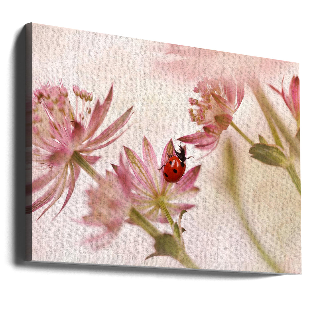 Ladybird and pink flowers by Ellen Van Deelen | Delicate Garden Macro, Large Canvas Wall Art Print | Artsy Earth