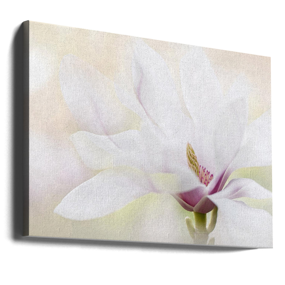 Purity by Jacky Parker | Floral Botanical Macro, Large Canvas Wall Art Print | Artsy Earth