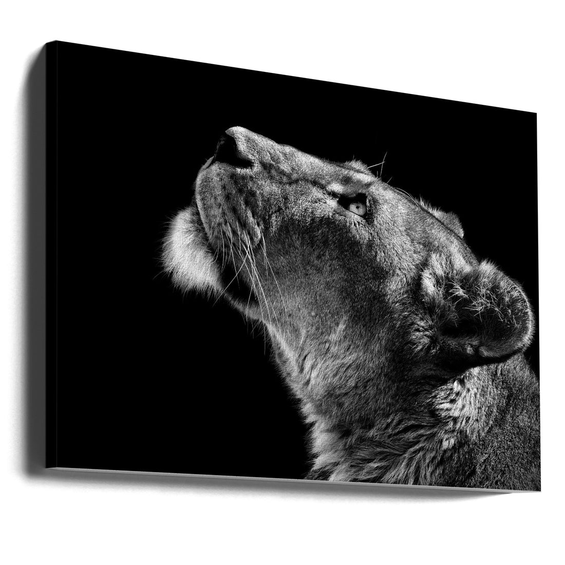 Looking Up by Christian Meermann | Monochrome Lion Profile, Large Canvas Wall Art Print | Artsy Earth