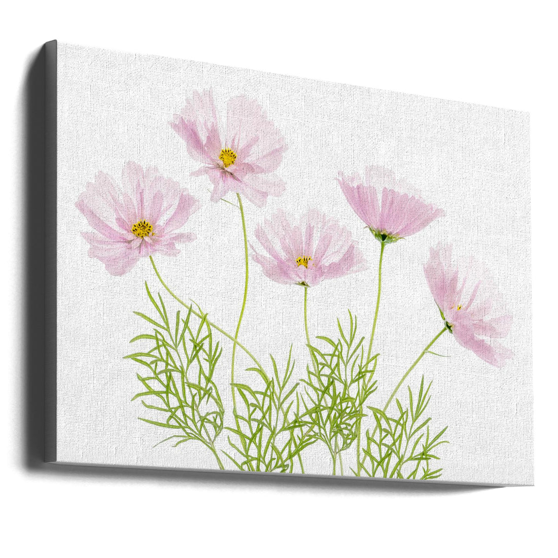 Cosmos Cupcake by Mandy Disher | Pink Garden Flower, Large Canvas Wall Art Print | Artsy Earth