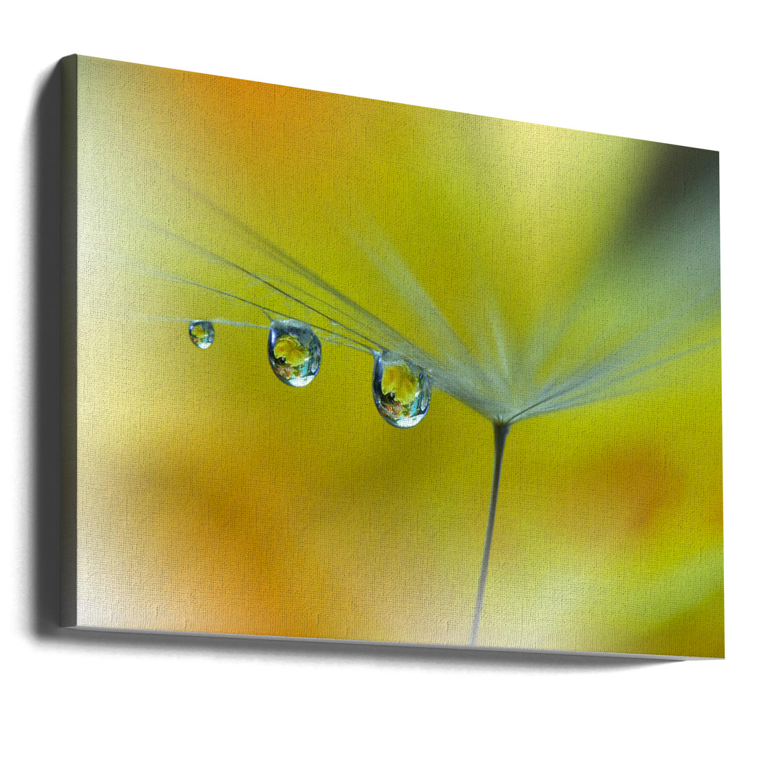 Sunbeam Droplets by Juliana Nan | Delicate Water Droplets, Large Canvas Wall Art Print | Artsy Earth