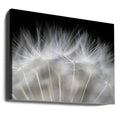 Blow it by Peter Fallberg | Downy Dandelion Seeds, Large Canvas Wall Art Print | Artsy Earth