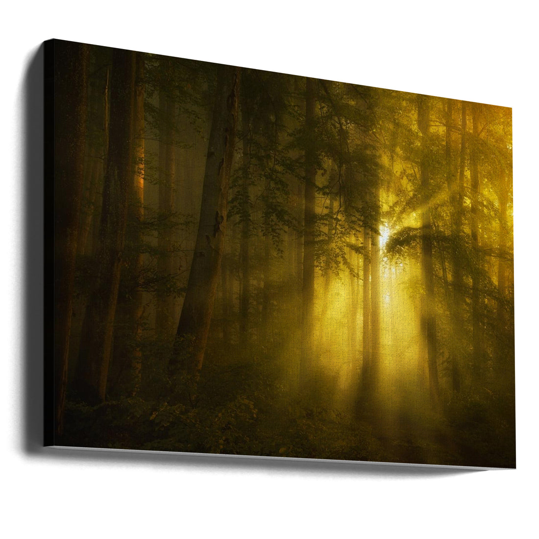 Forest Sunrise by Norbert Maier | Misty Forest Sunbeams, Large Canvas Wall Art Print | Artsy Earth