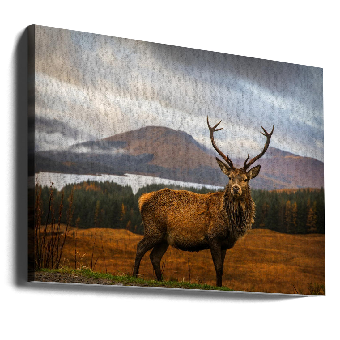 Scottish Stag by Adrian Popan | Highland Wildlife Animal, Large Canvas Wall Art Print | Artsy Earth