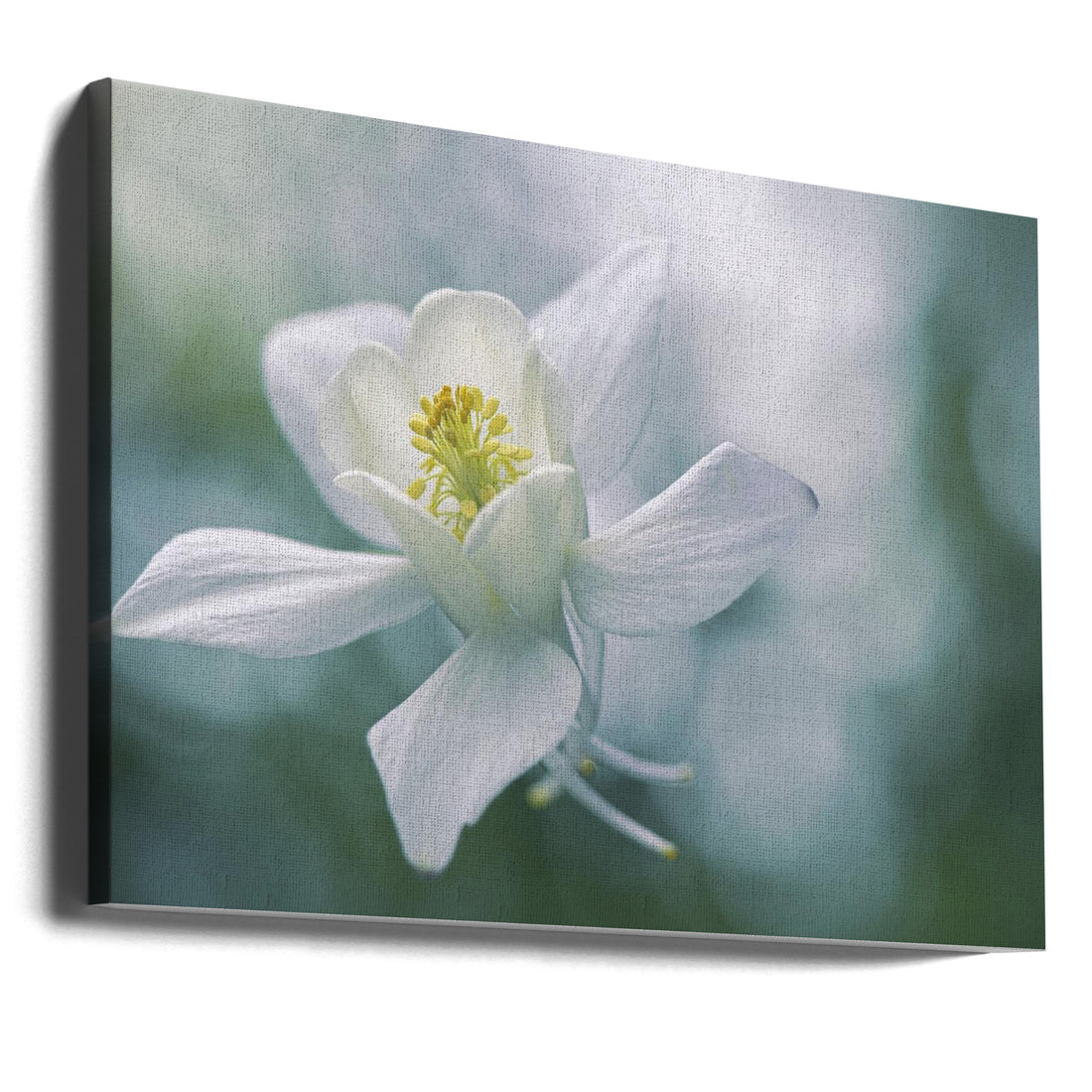 Pure Floral Macro by Jacky Parker | Botanical Garden Closeup, Large Canvas Wall Art Print | Artsy Earth