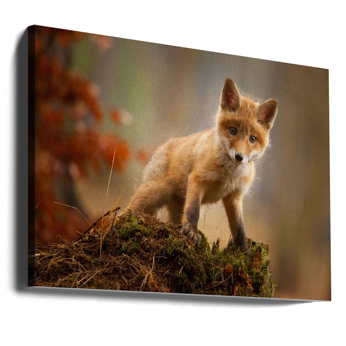 Red Fox Cub by Robert Adamec | Young Curious Fox, Large Canvas Wall Art Print | Artsy Earth