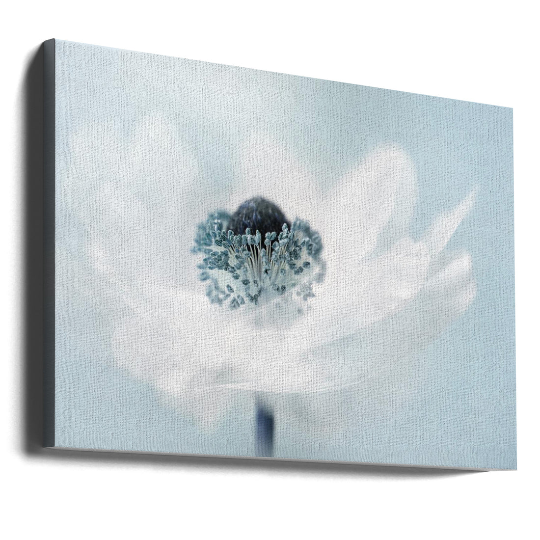 Candy Floss by Jacky Parker | Soft Floral Macro, Large Canvas Wall Art Print | Artsy Earth