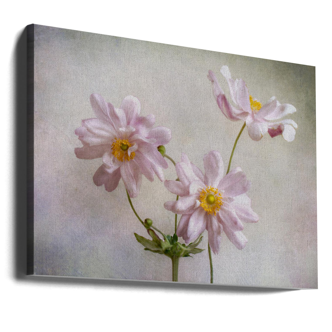 Pink Anemones by Mandy Disher | Floral Garden Beauty, Large Canvas Wall Art Print | Artsy Earth