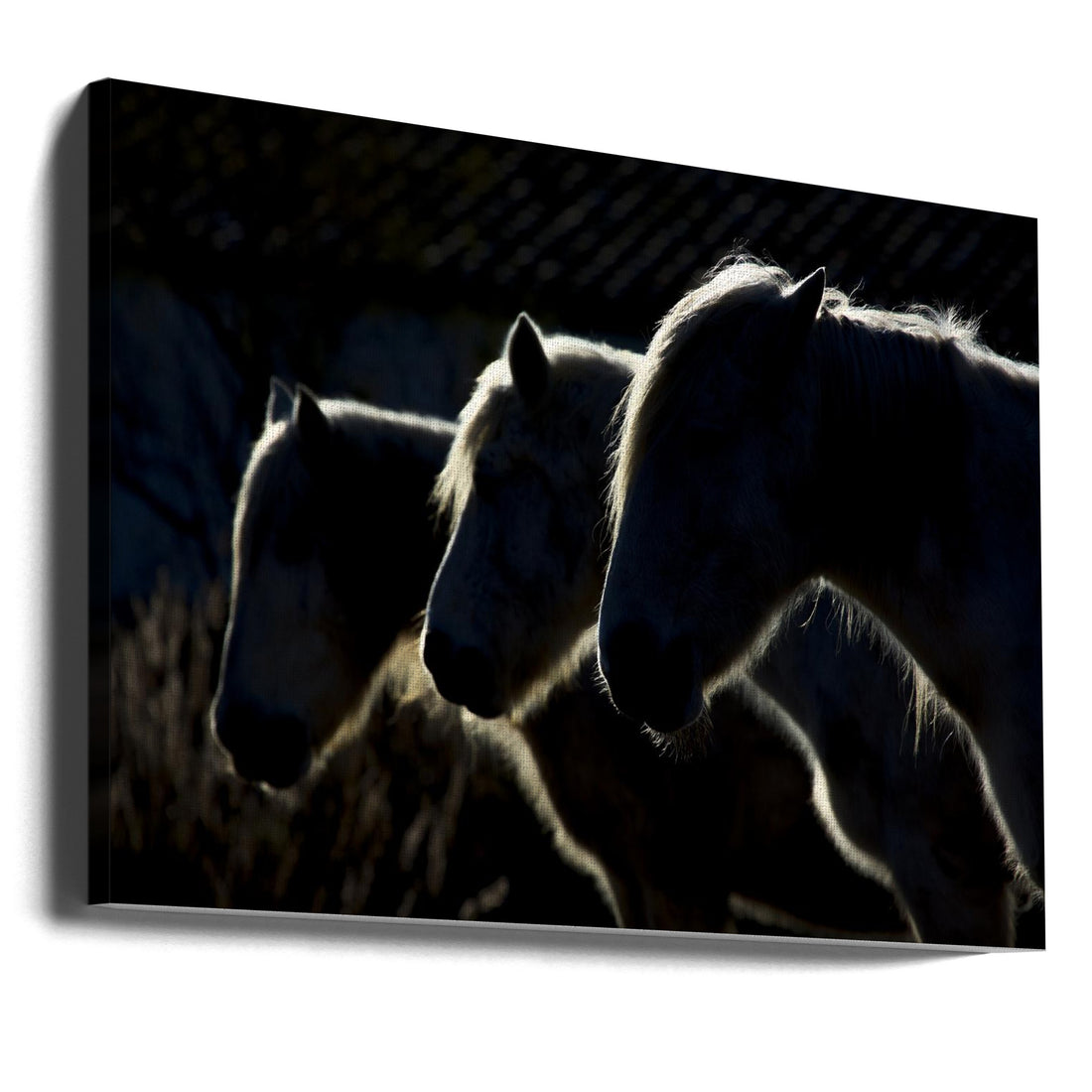 Horses in Silhouette by Michel Romaggi | Black And White Horse, Large Canvas Wall Art Print | Artsy Earth