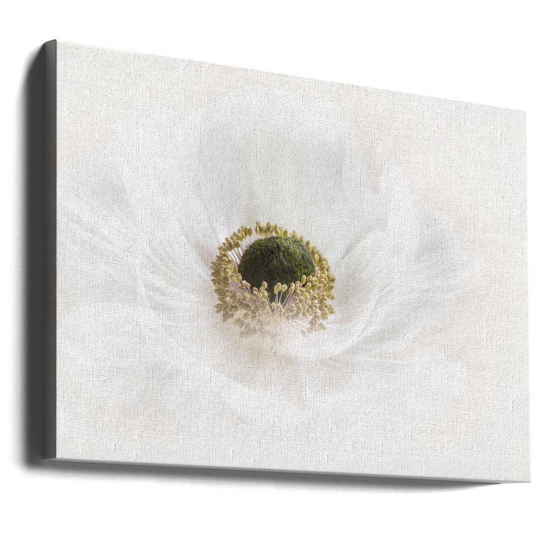 White Spring Bloom by Jacky Parker | Floral Macro Photography, Large Canvas Wall Art Print | Artsy Earth