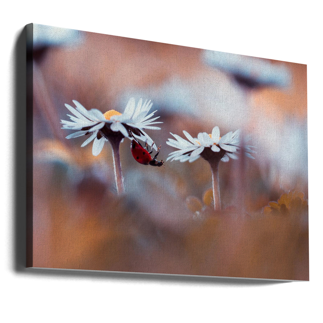 Lady Daisy by Fabien Bravin | Floral Macro Insect, Large Canvas Wall Art Print | Artsy Earth