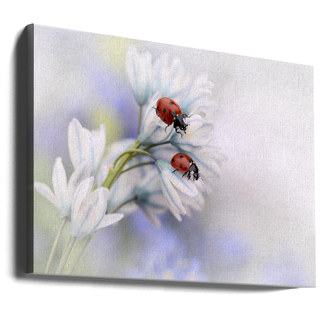 Romantic Ladybirds by Ellen Van Deelen | Macro Insect Romance, Large Canvas Wall Art Print | Artsy Earth