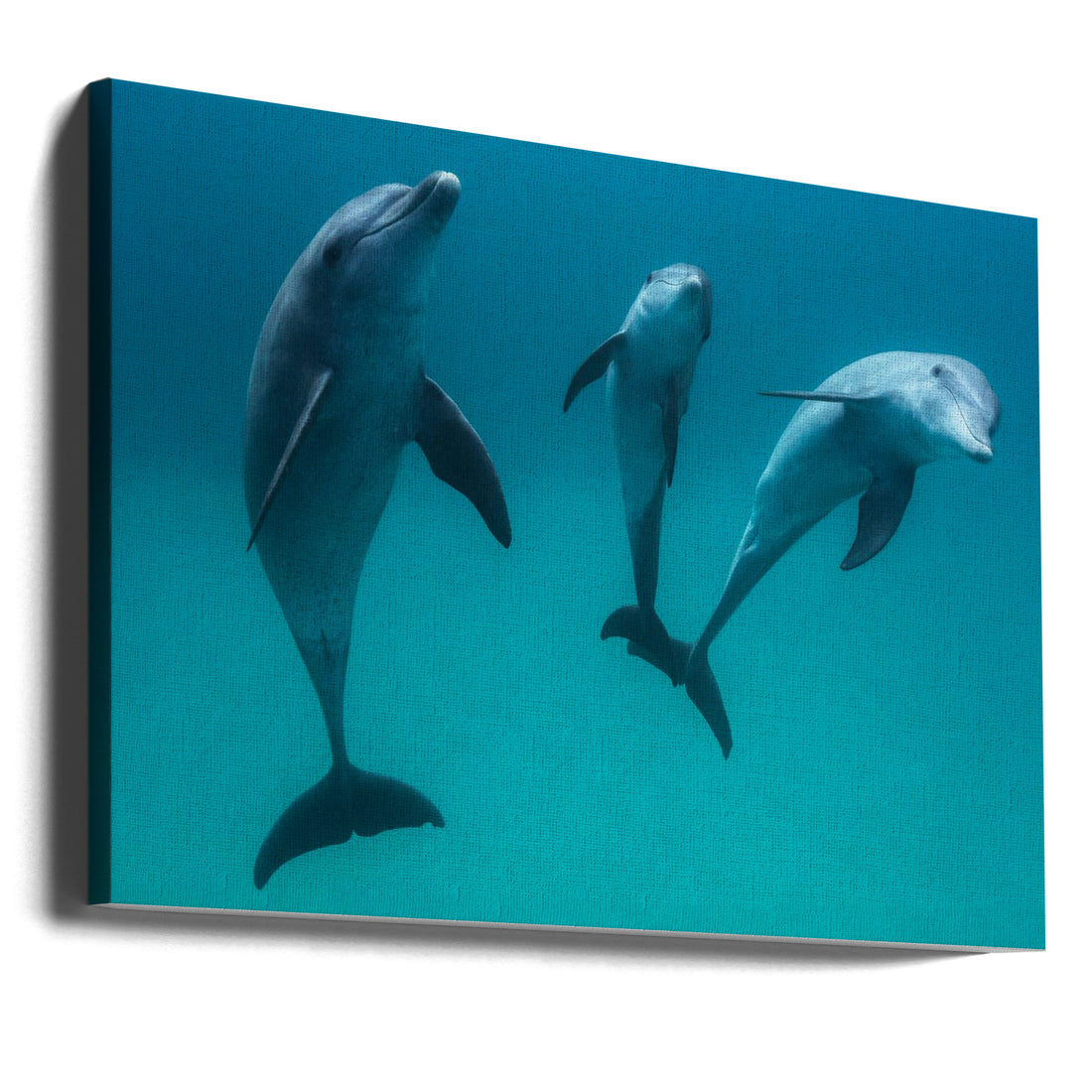 Bottlenose Dolphins by Barathieu Gabriel | Ocean Wildlife Animals, Large Canvas Wall Art Print | Artsy Earth