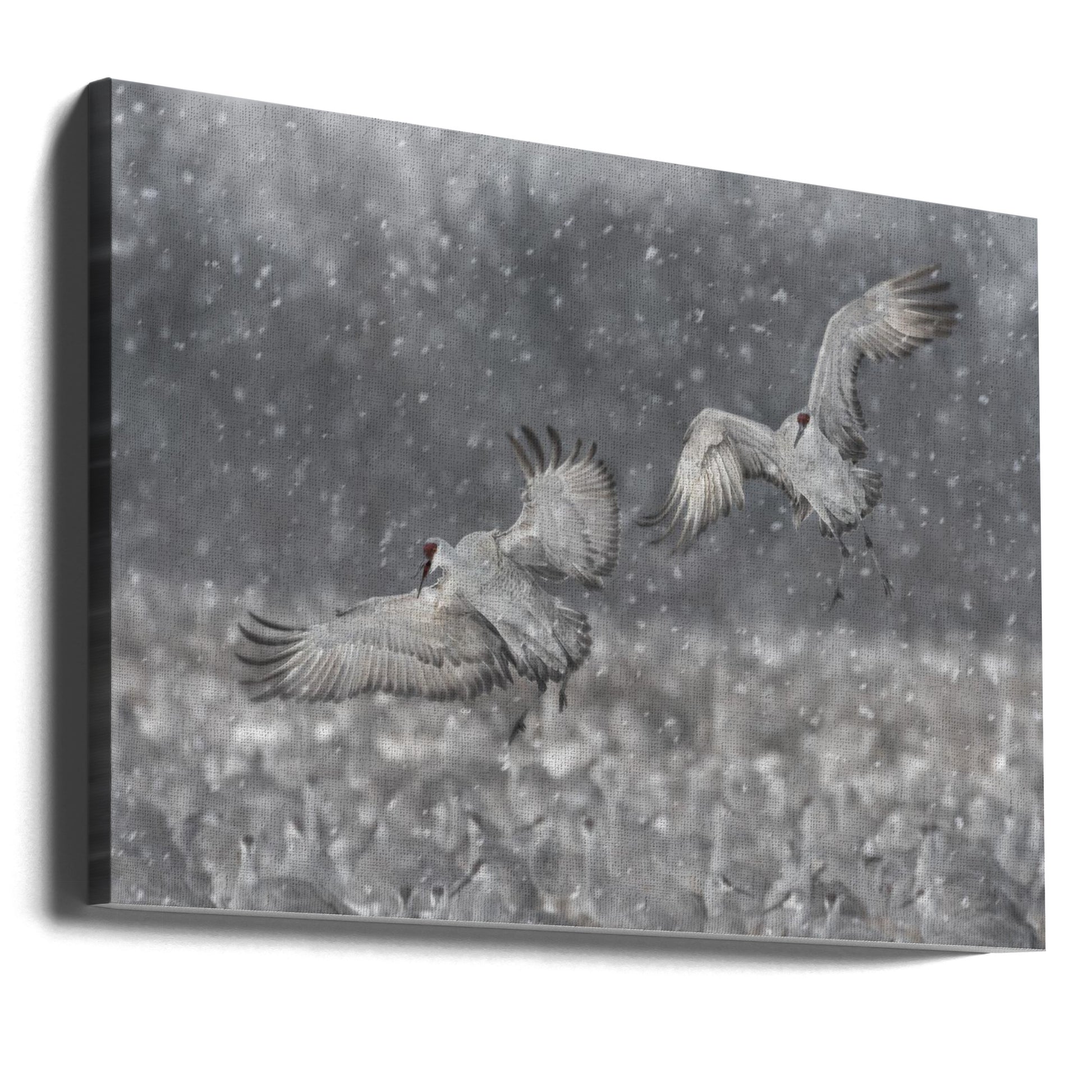 Step Aside! by Kevin Wang | Sandhill Crane Landing, Large Canvas Wall Art Print | Artsy Earth