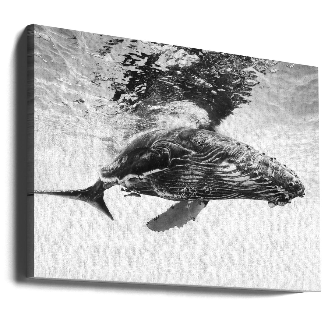 Humpback Whale Calf by Barathieu Gabriel | Ocean Wildlife Giants, Large Canvas Wall Art Print | Artsy Earth