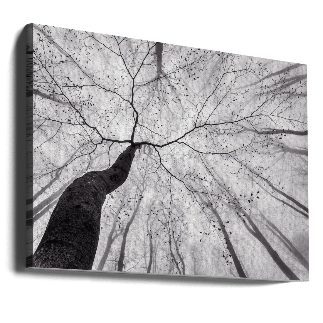 Tree Crown View by Tom Pavlasek | Misty Forest Landscape, Large Canvas Wall Art Print | Artsy Earth