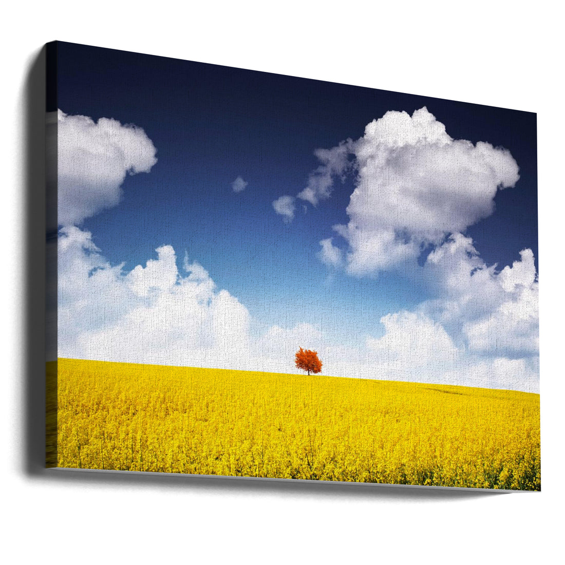 Canola Meadow by Bess Hamiti | Colorful Field Landscape, Large Canvas Wall Art Print | Artsy Earth