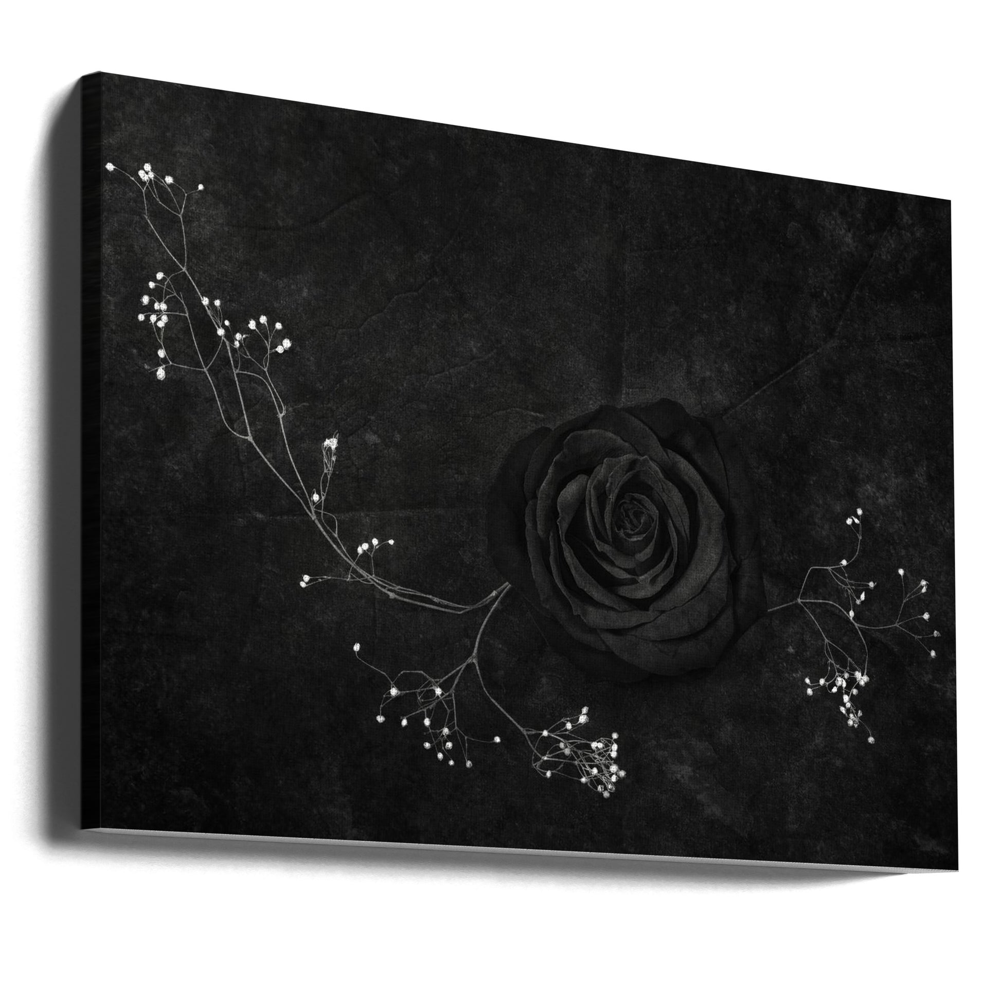 Dark Rose Noir by Stephen Clough | Black And White Botanical, Large Canvas Wall Art Print | Artsy Earth