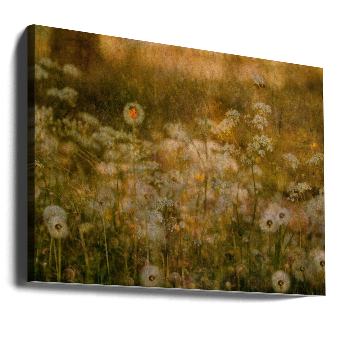 Dandelion Dreams by Delphine Devos | Meadow Floral Landscape, Large Canvas Wall Art Print | Artsy Earth