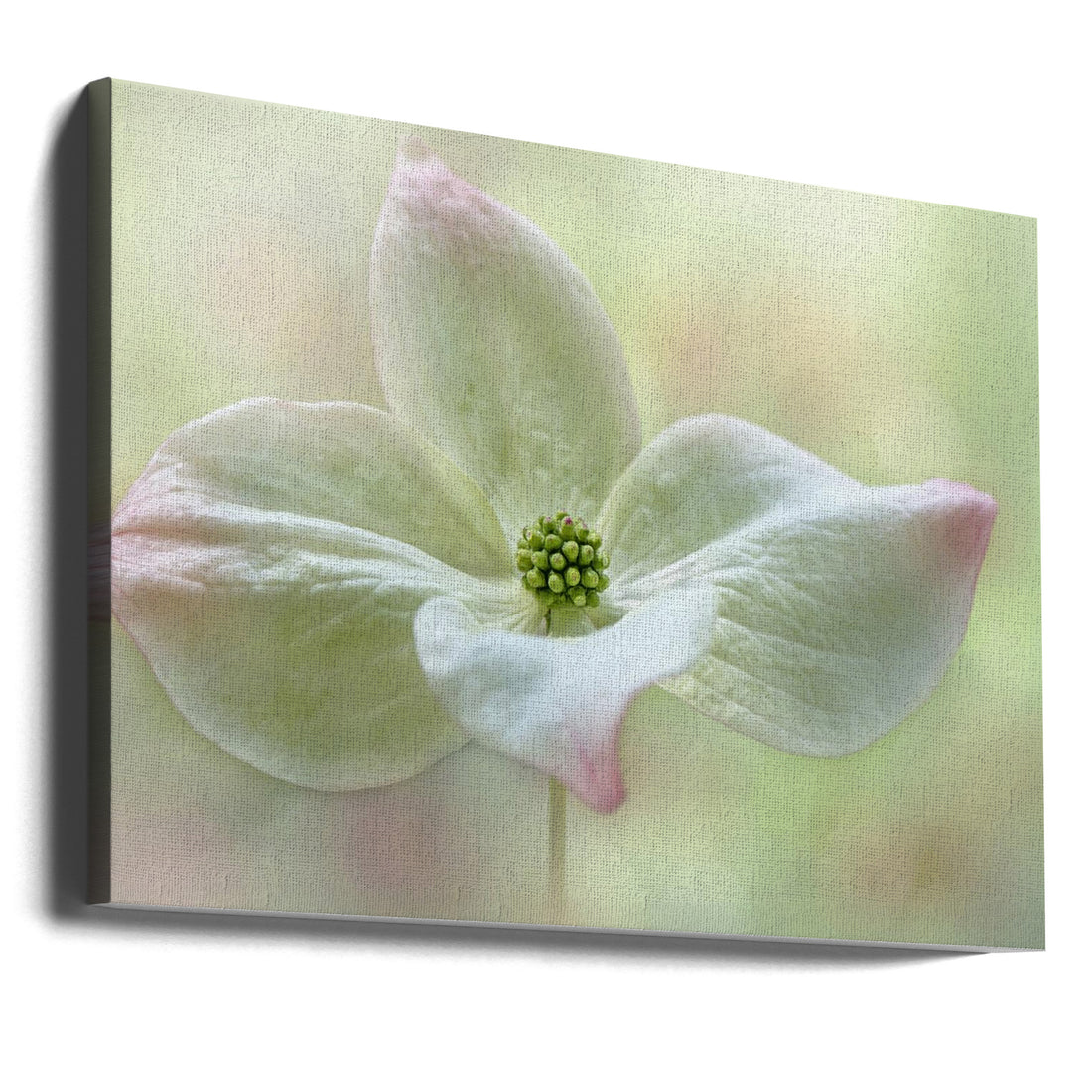 Cornus Kousa by Jacky Parker | Pink Floral Macro, Large Canvas Wall Art Print | Artsy Earth