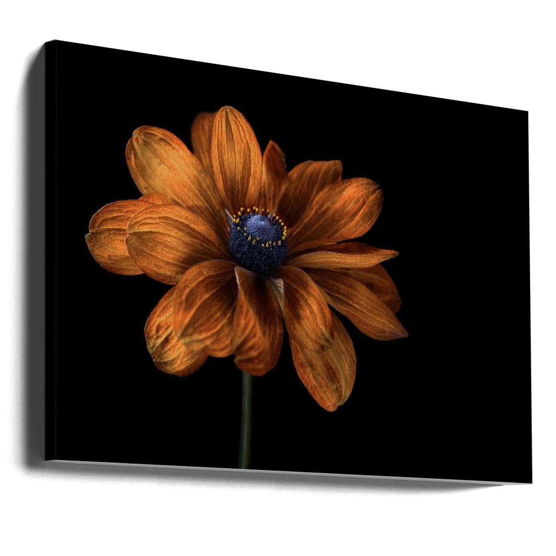 Golden Rudbeckia by Mandy Disher | Botanical Floral Macro, Large Canvas Wall Art Print | Artsy Earth