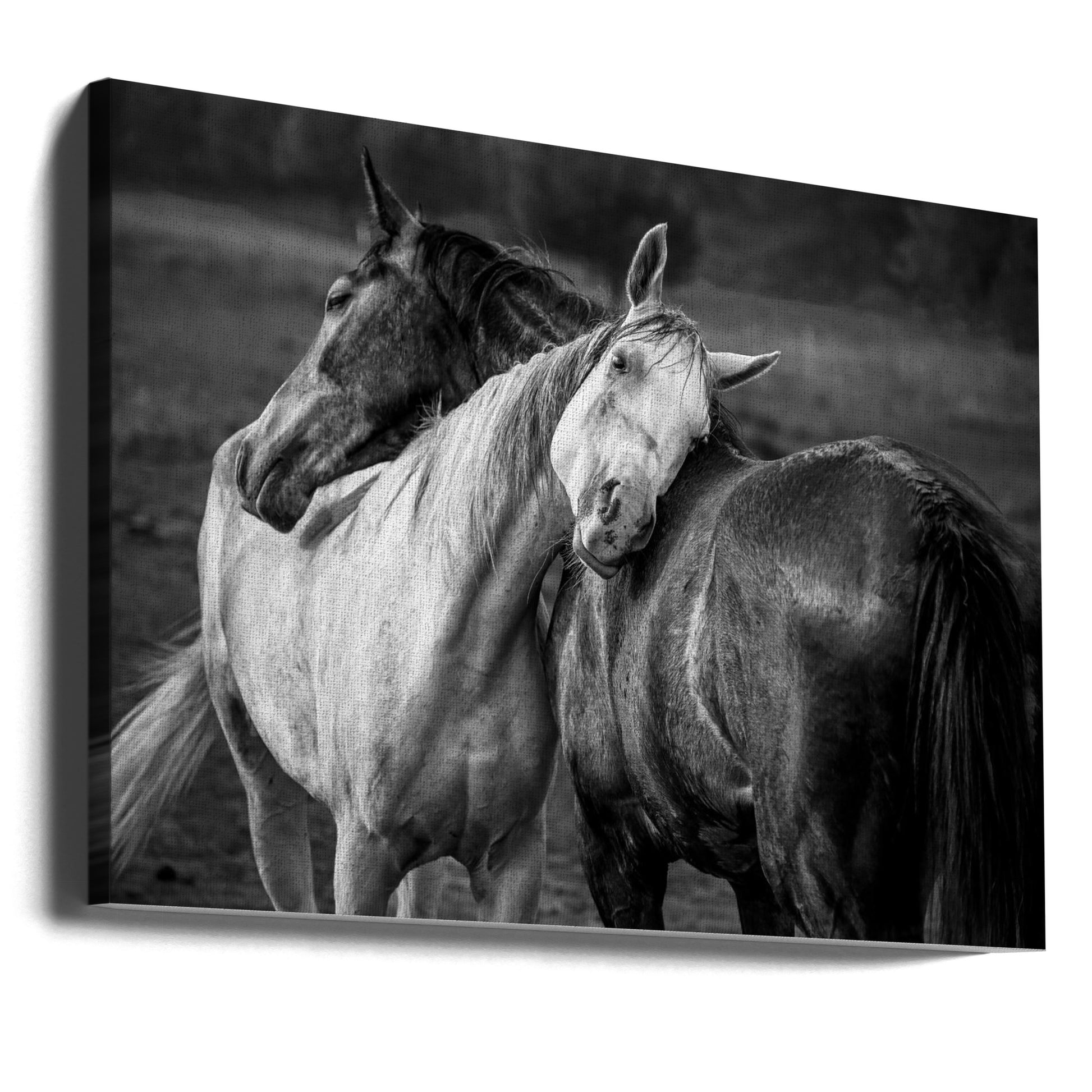 Warm Rain by Niko Chapa | Romantic Horse Embrace, Large Canvas Wall Art Print | Artsy Earth