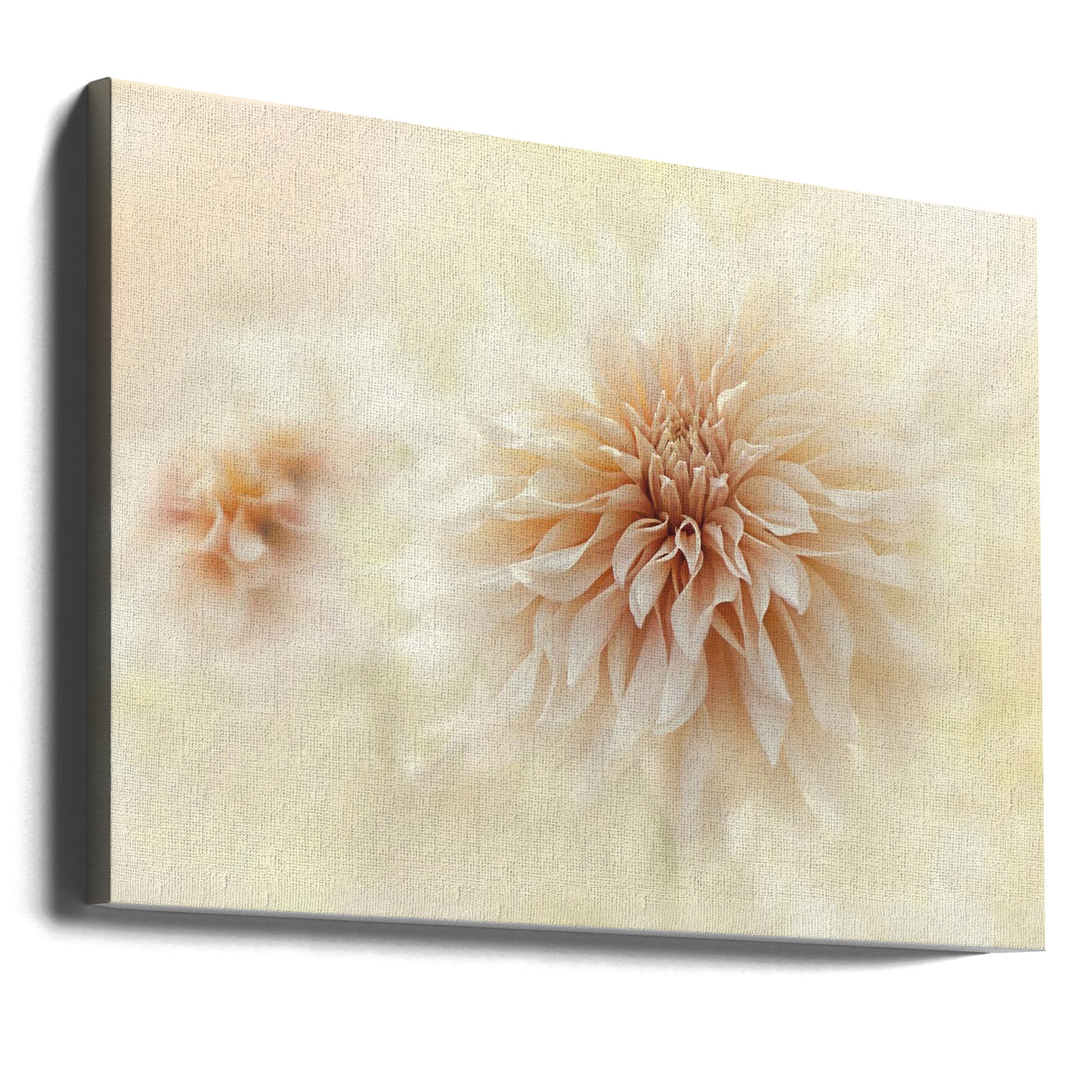 Cafe Au Lait Dahlia by Jacky Parker | Peach Floral Bloom, Large Canvas Wall Art Print | Artsy Earth