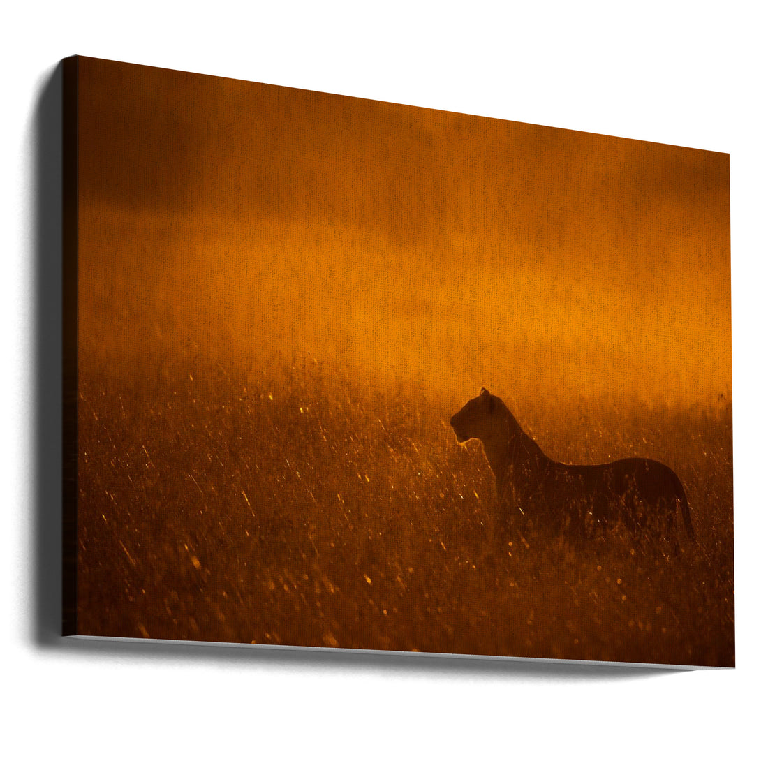 Gold Dust by Mohammed Alnaser | African Lion Wildlife, Large Canvas Wall Art Print | Artsy Earth